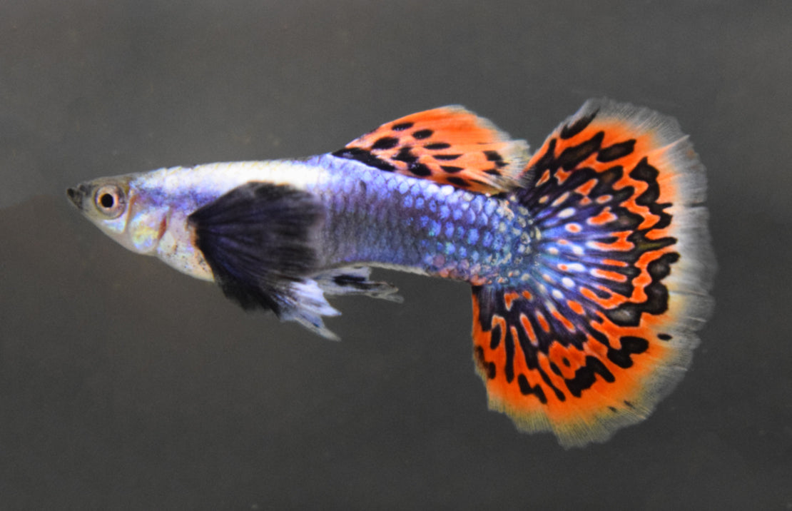 Guppy
