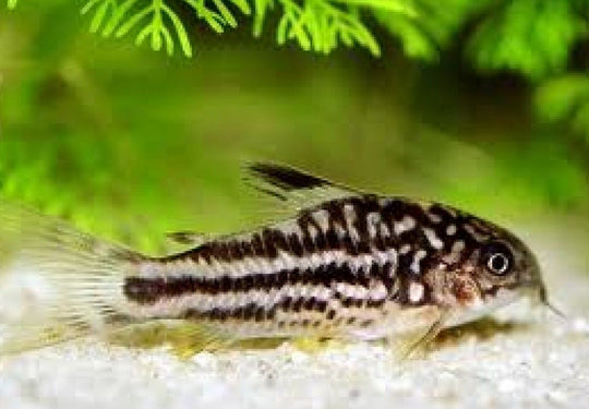 Corydoras Nanus