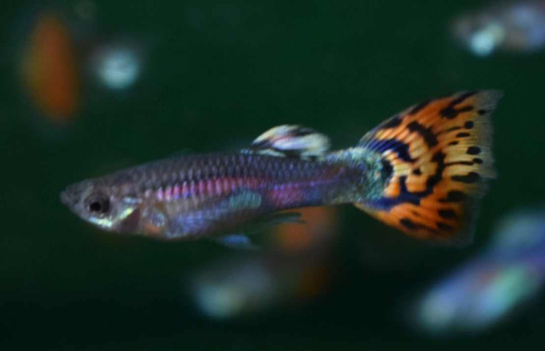 Guppy