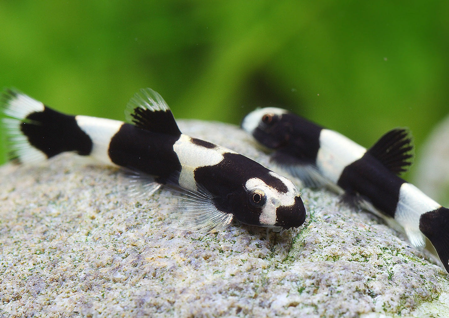 LOCHE PANDA