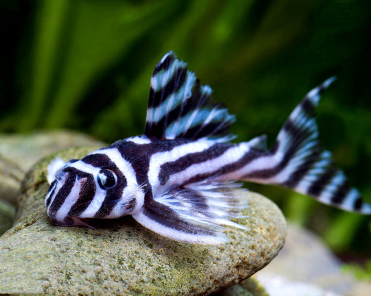HYPANCISTRUS ZEBRA L046