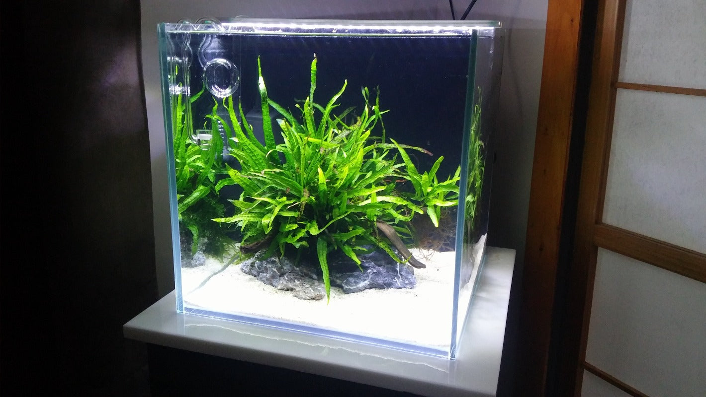 Microsorum pteropus 'Narrow'