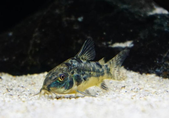 Corydoras Paleatus