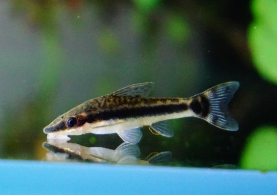 Otocinclus
