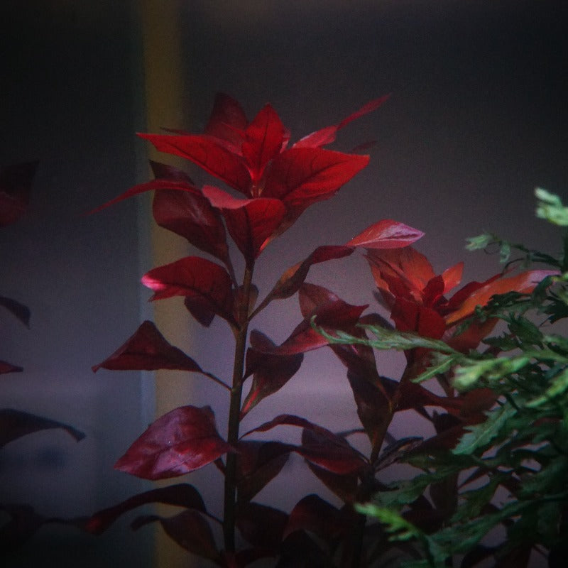 Ludwigia glandulosa