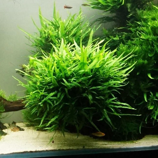 Microsorum pteropus 'Narrow'