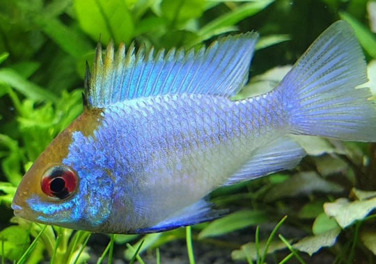 Ramirezi Electic Blue