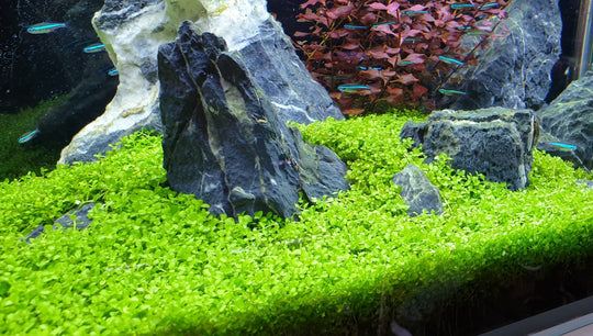 Micranthemum tweediei 'Monte Carlo'