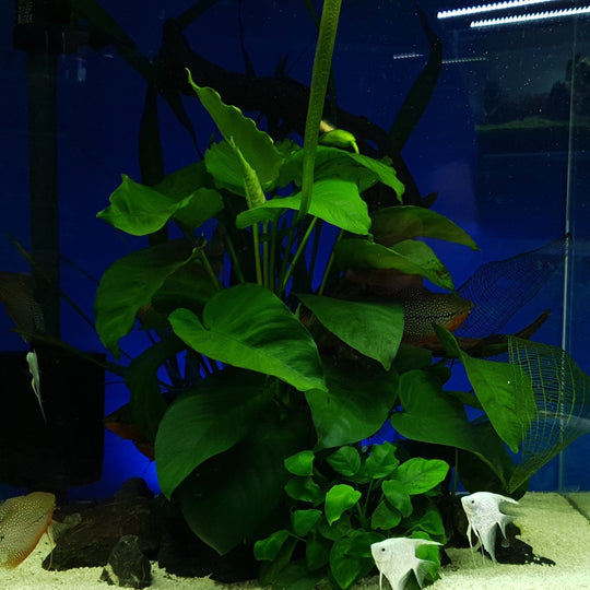 Anubias barteri