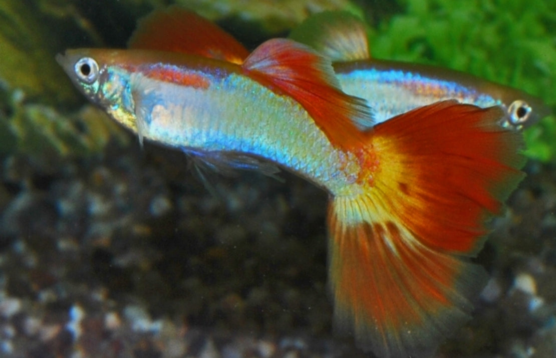 Guppy