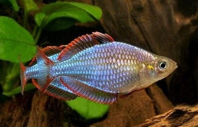 Melanotaenia Praecox