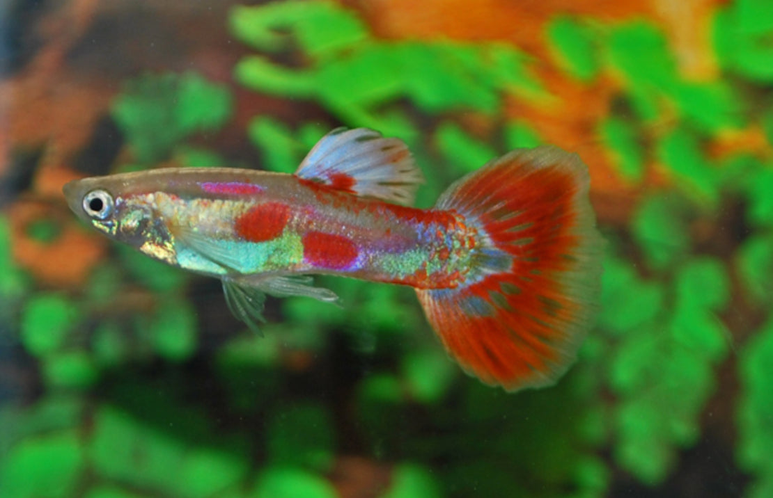 Guppy