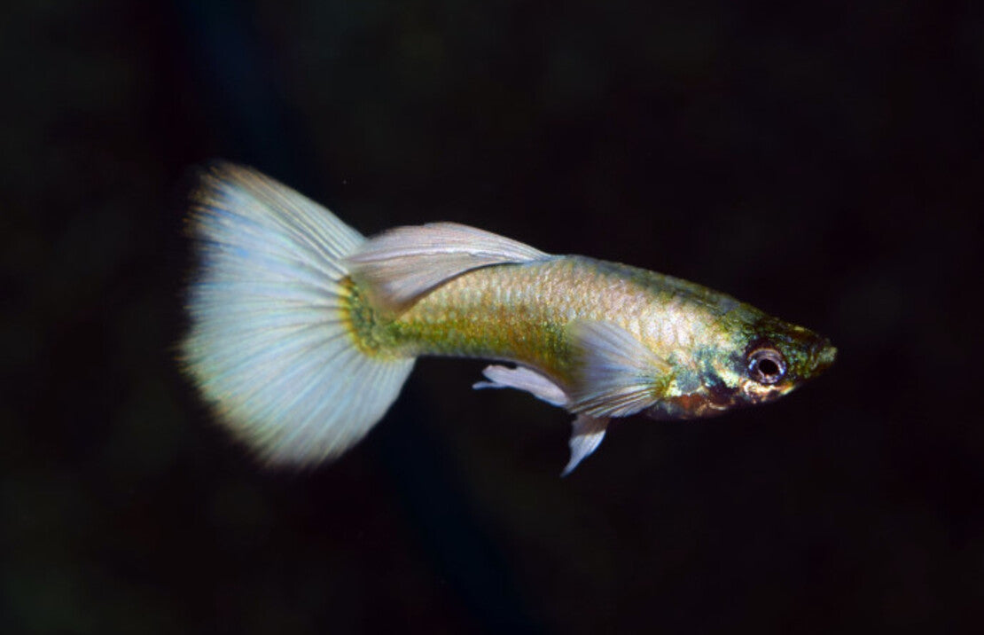 Guppy