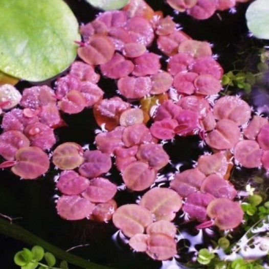 Phyllanthus fluitans