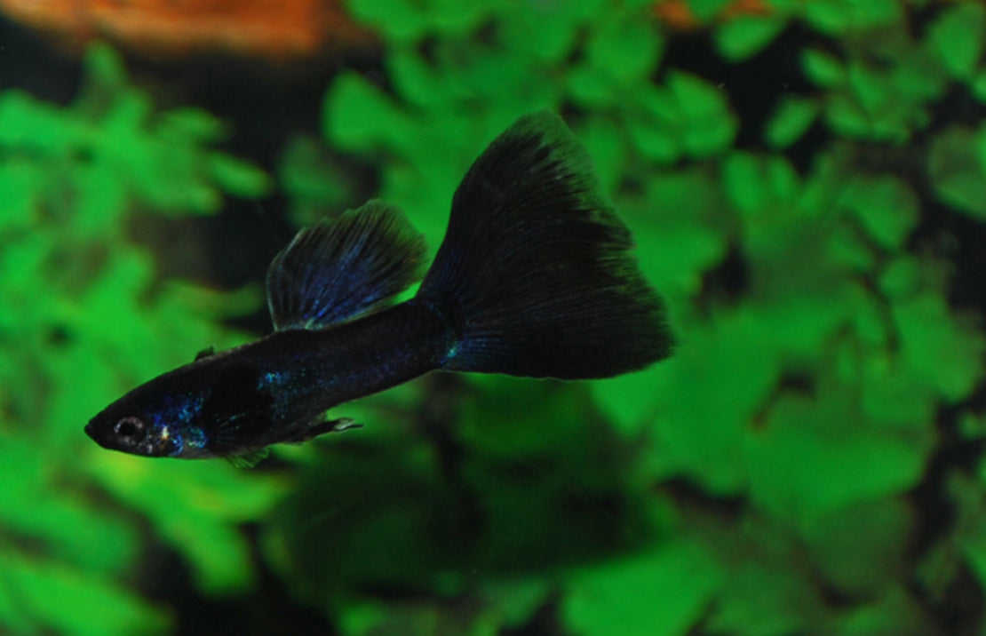 Guppy