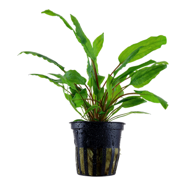 Cryptocoryne wendtii 'green'