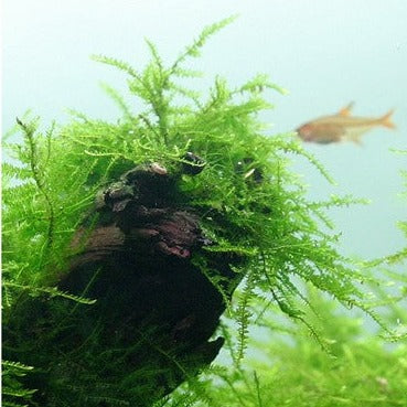 mousse de Java (bogor moss)