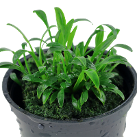 Cryptocoryne parva