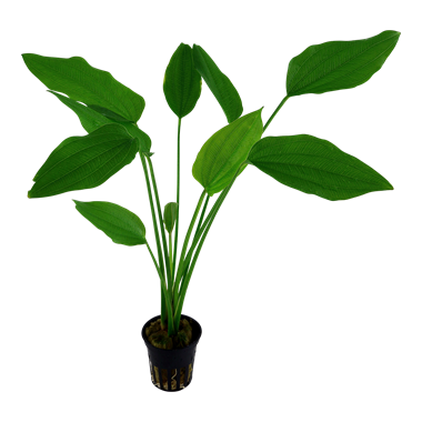 Echinodorus palifolius ou argentinensis