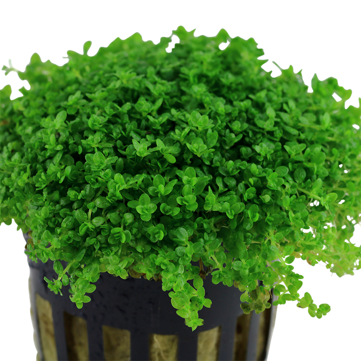 Hemianthus callitrichoides "cuba"