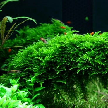 Vesicularia montagnei 'Christmas'