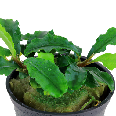 Bucephalandra pygmaea 'Wavy Green'