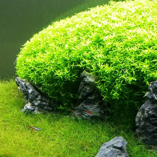 Hemianthus micranthemoides