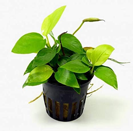 ANUBIAS NANA GOLD