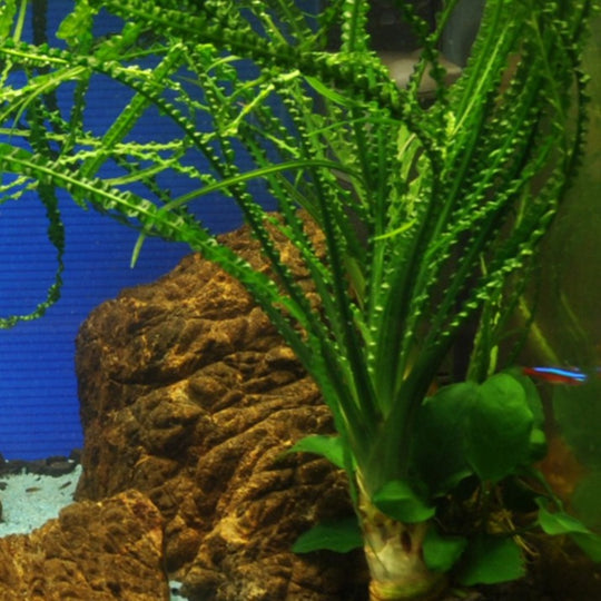 Crinum calamistratum