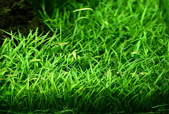 Lilaeopsis brasiliensis