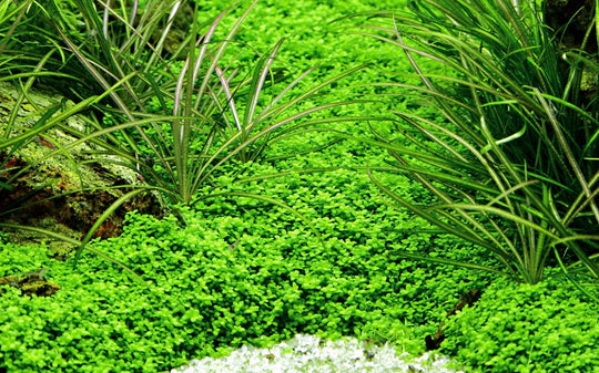 Hemianthus callitrichoides "cuba"