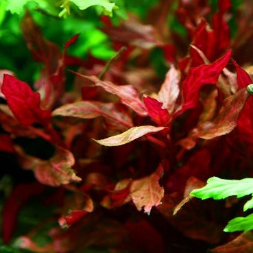 Alternanthera reineckii 'Rosanervig'