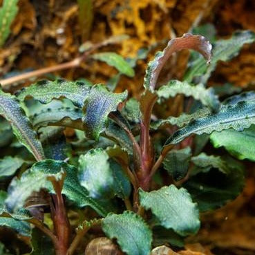 Bucephalandra 'Kedagang' bouture sur pierre