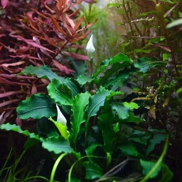 Bucephalandra pygmaea 'Wavy Green'