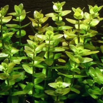 Bacopa caroliniana