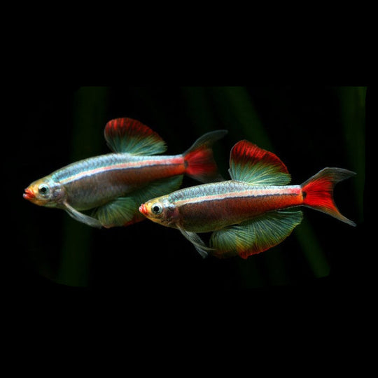 Tanichthys albonubes Voilé