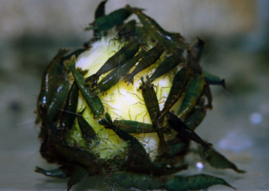 Neocaridina Green