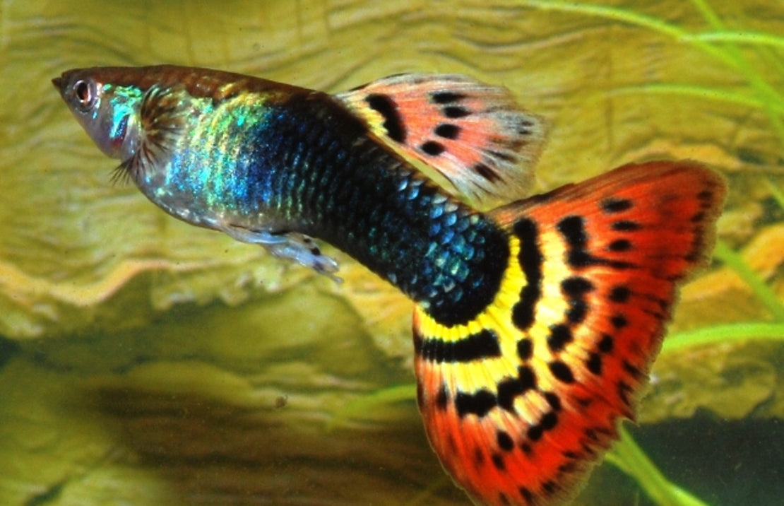 Guppy