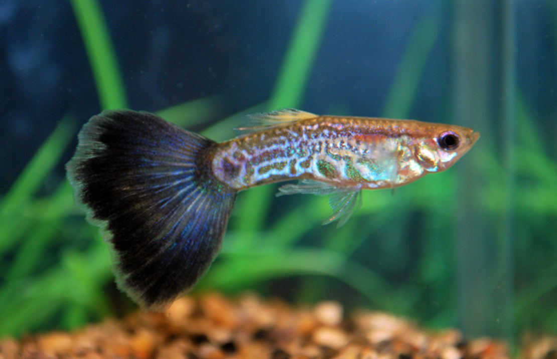 Guppy