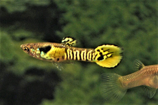 Guppy endler Tiger