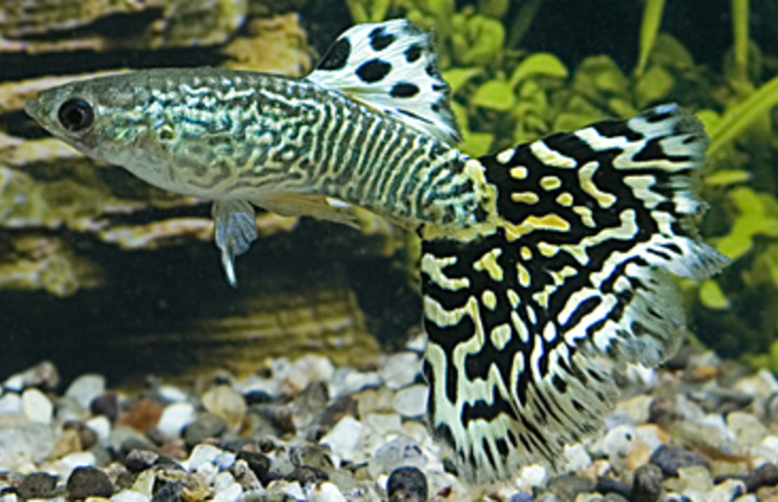 Guppy