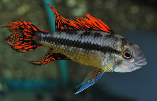 Apistogramma Cacatuoides Double Red