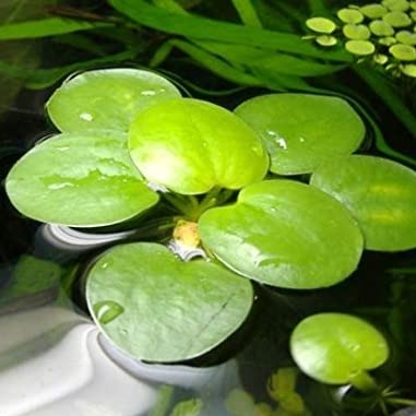 LIMNOBIUM (Grenouillette)