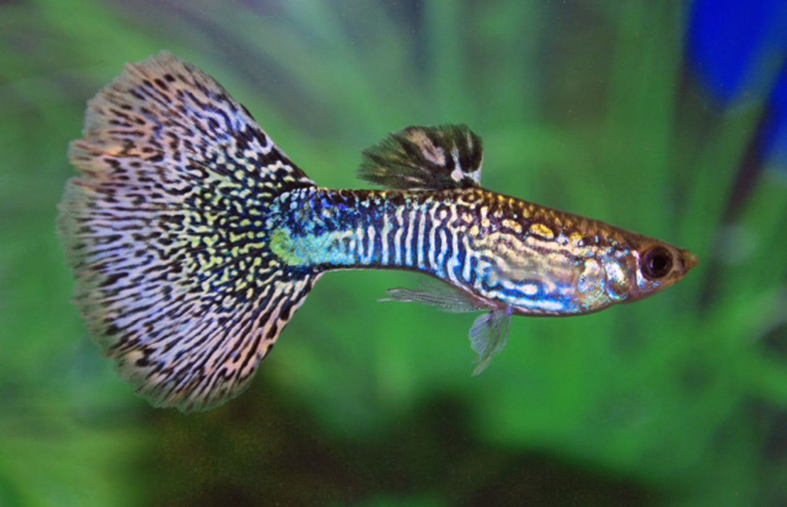 Guppy