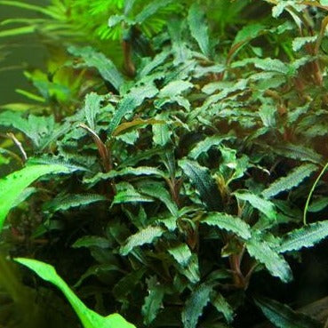 Bucephalandra sp. 'Red'
