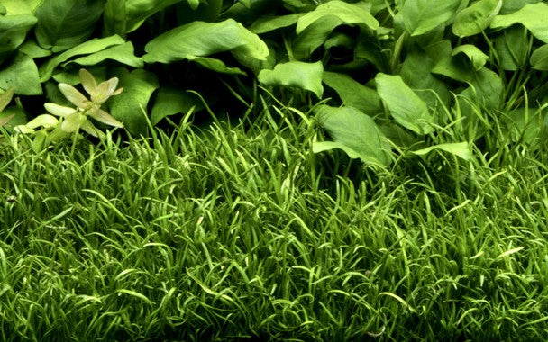 Lilaeopsis brasiliensis