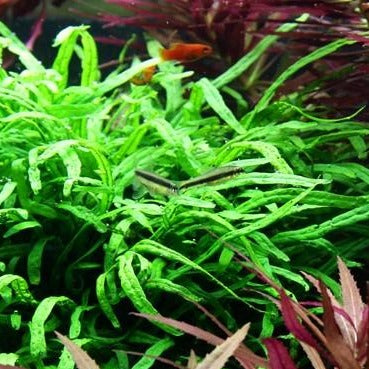 Microsorum pteropus 'Trident'