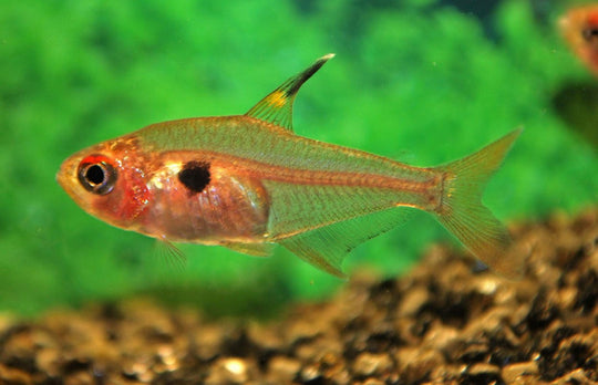 Tetra Fantôme Rouge