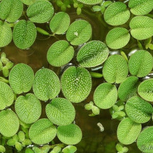 Salvinia auriculata