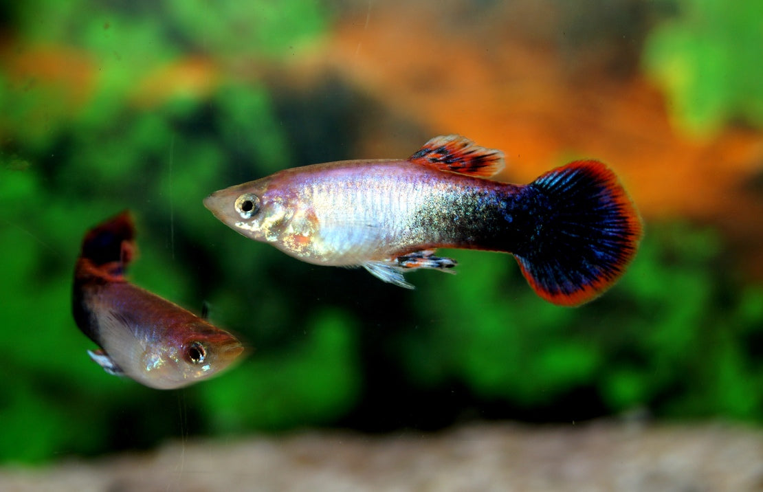 Guppy